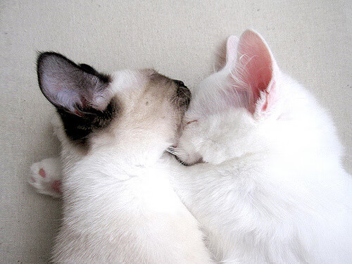 传奇的延续：退役球星的“第二春”生涯故事，退役球员2021