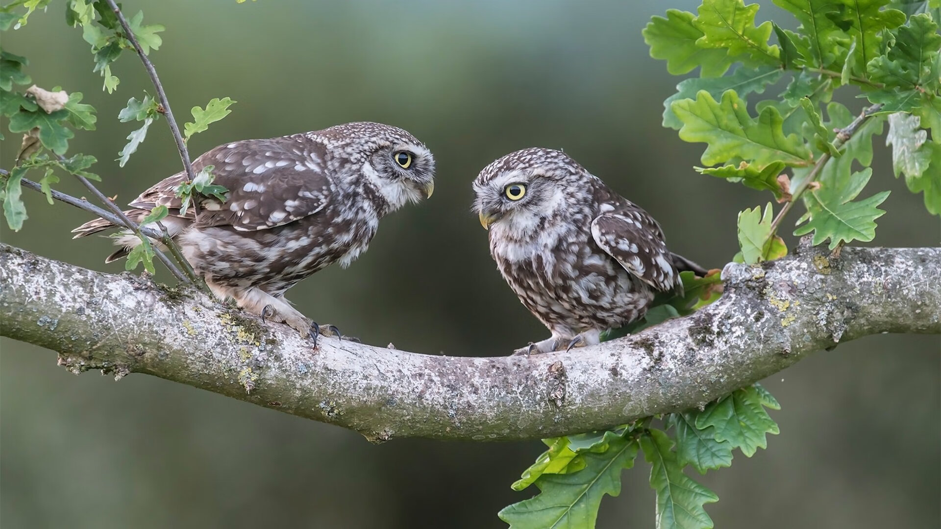 全国青少年“篮球+文化+旅游”融合发展新模式在昆明落地，青少年全国篮球联赛