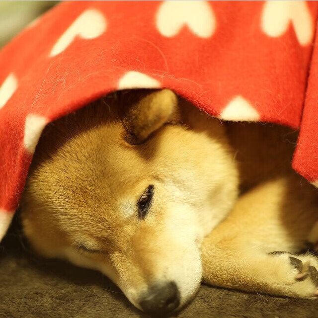 德甲引入先进训练设施，青训体系升级，德甲青训最好俱乐部