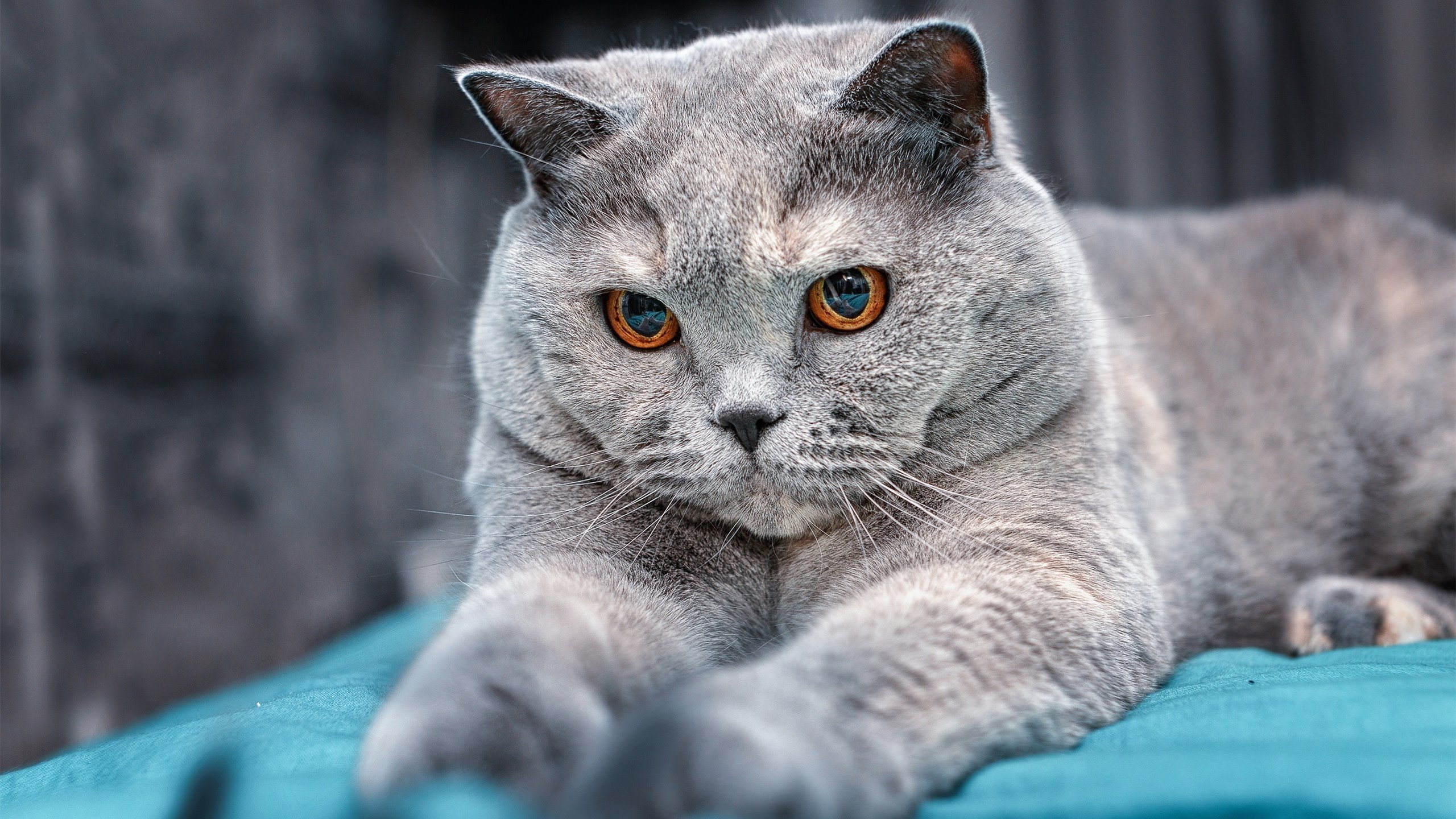 “校园足球文化节盛大开幕,推动全民体育运动”,校园足球文化节标语