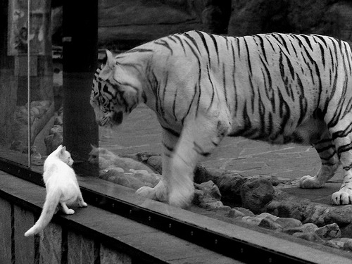 【赛后点评】专家解析Judge单季全垒打破纪录的意义,全垒打记录