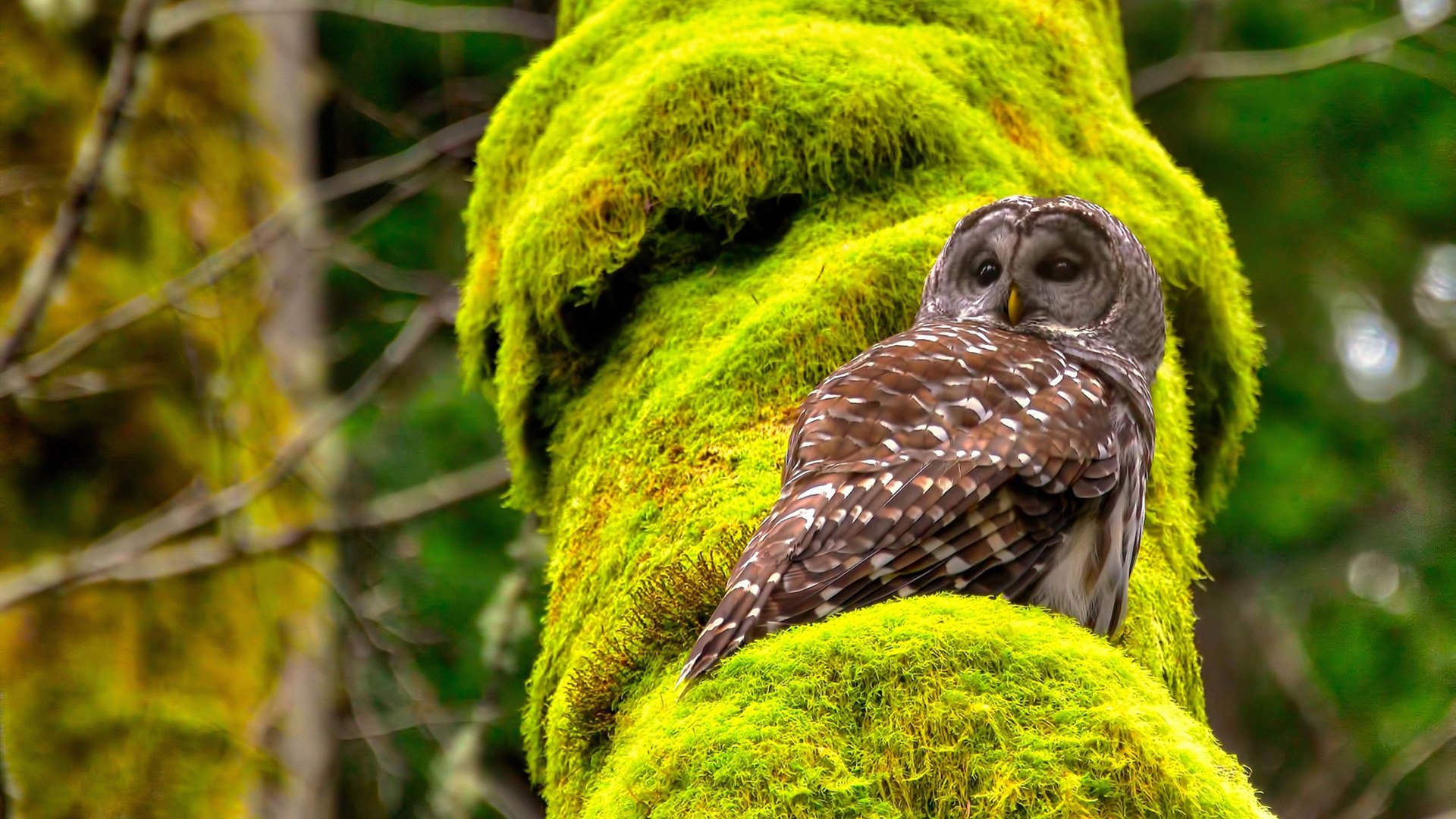 九游娱乐app下载-史上最激烈“冠军夜”：燃爆全场的决战盛典，ivl冠军之夜