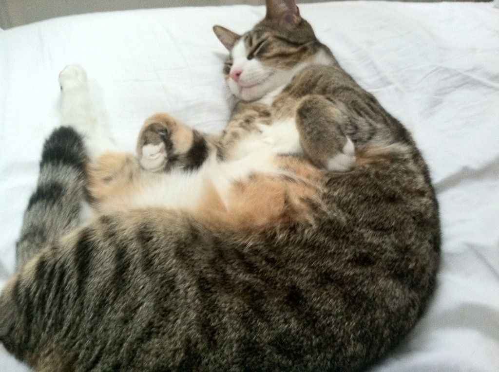 九游娱乐官方平台-墨西哥马术协会与学校合作，开展马术教育课程，推广马术文化。