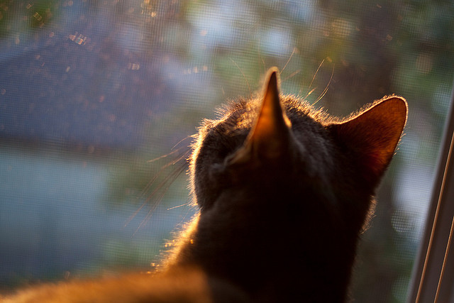 小角落里的大精彩：平民玩家也能参与的赛事