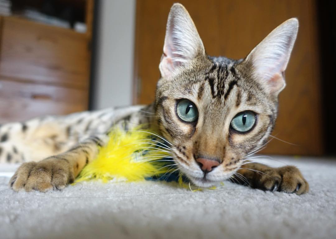 德甲签约高潮:多豪门纷纷补充中场和锋线,德甲收官